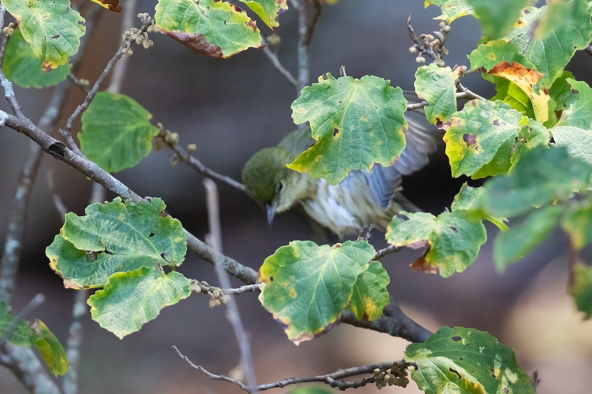 Blackpoll Warbler - ML624620869