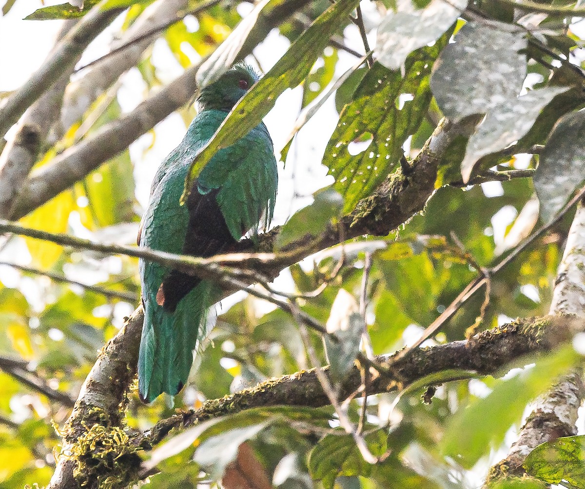 Quetzal antisien - ML624620884