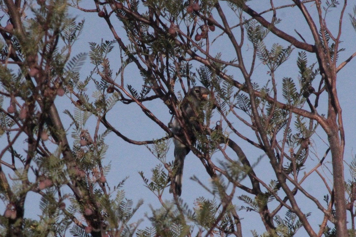 gråvireo - ML624621253