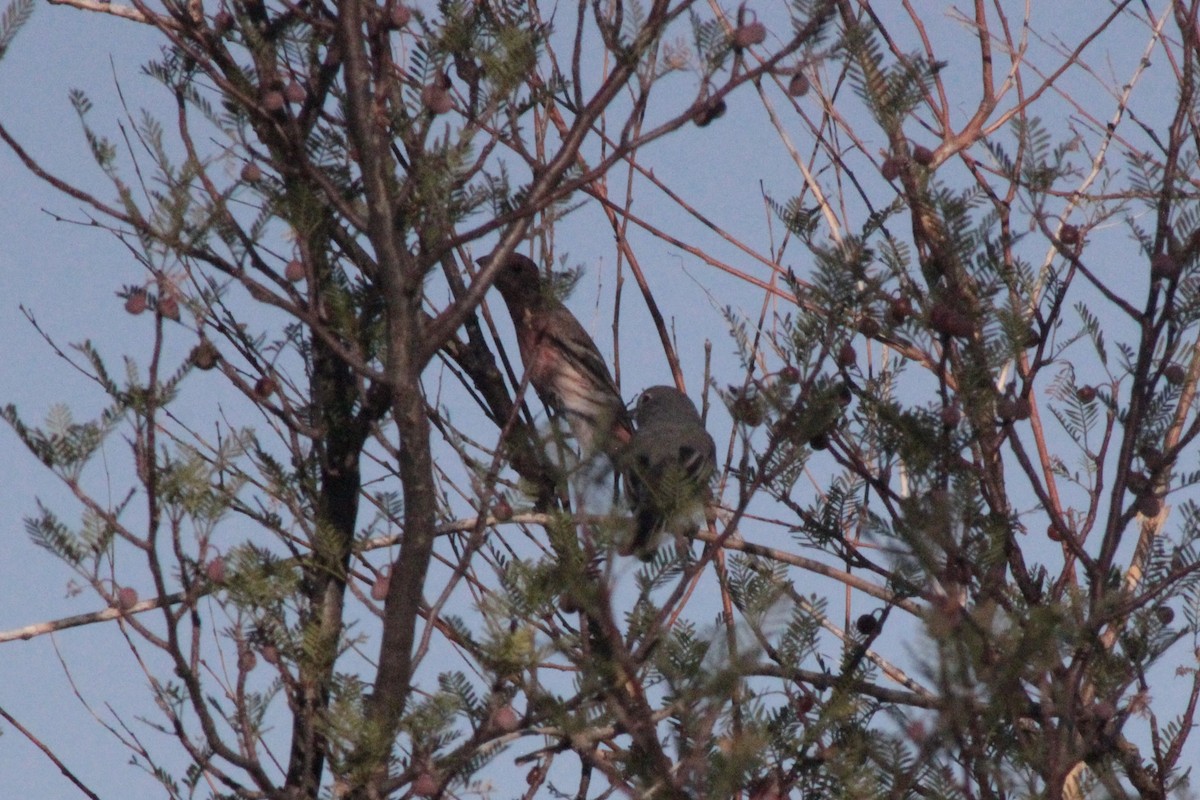 gråvireo - ML624621254