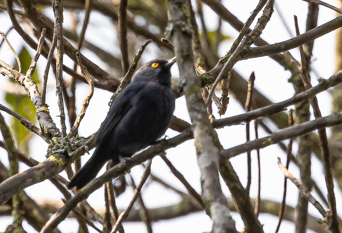 Deep-blue Flowerpiercer - ML624621507