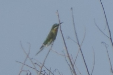 vlha modroocasá - ML624621607