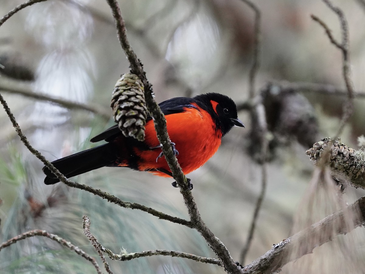 Scarlet-bellied Mountain Tanager - Carlos Ulate