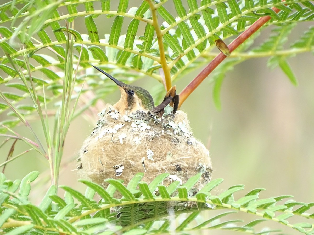 Colibri bourdon - ML624621790