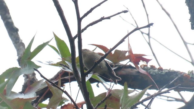 Golden-crowned Kinglet - ML624621810