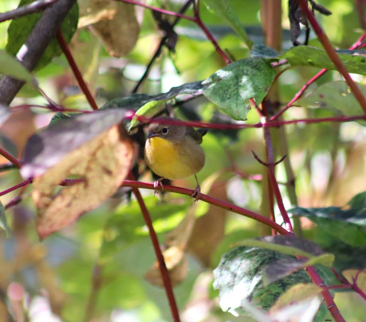 Common Yellowthroat - ML624622075
