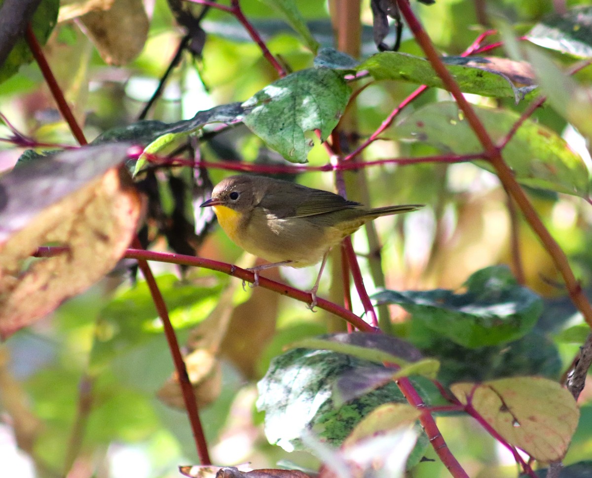 Common Yellowthroat - ML624622076