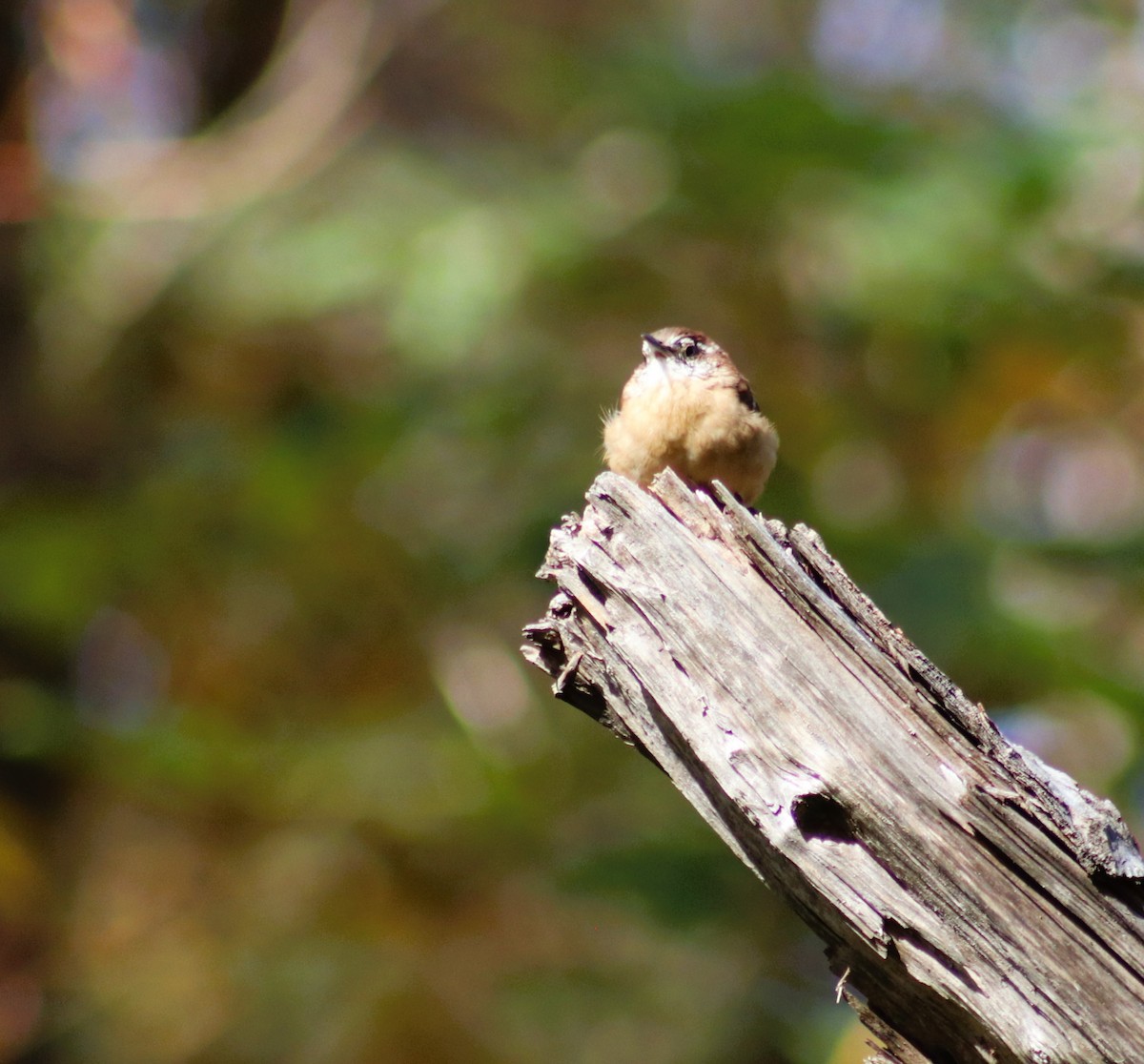 Carolina Wren - ML624622096