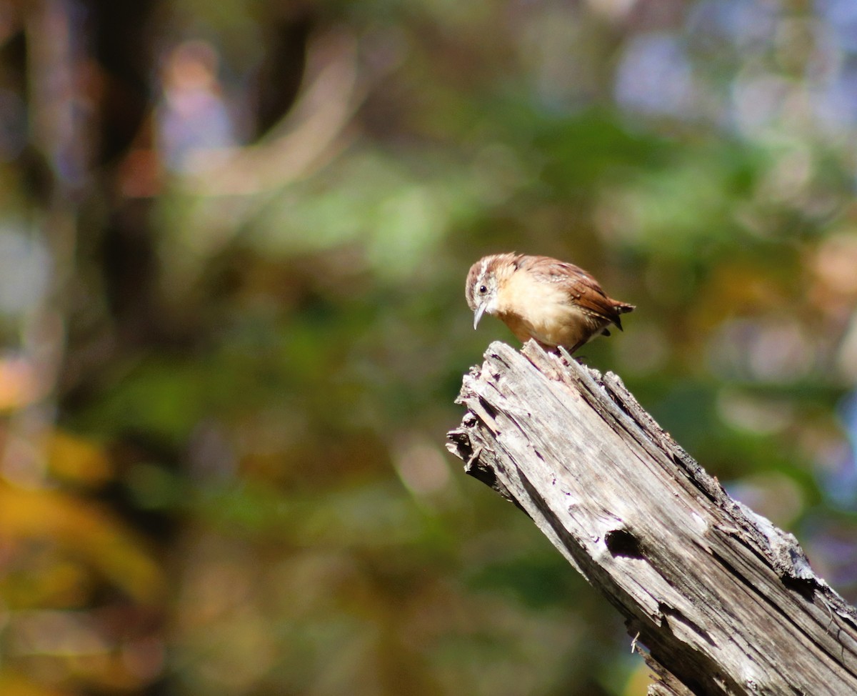 Carolina Wren - ML624622097