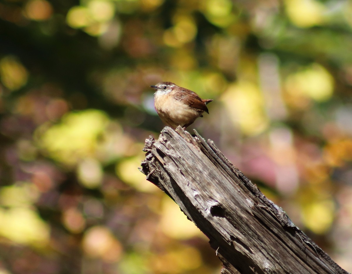 Carolina Wren - ML624622161