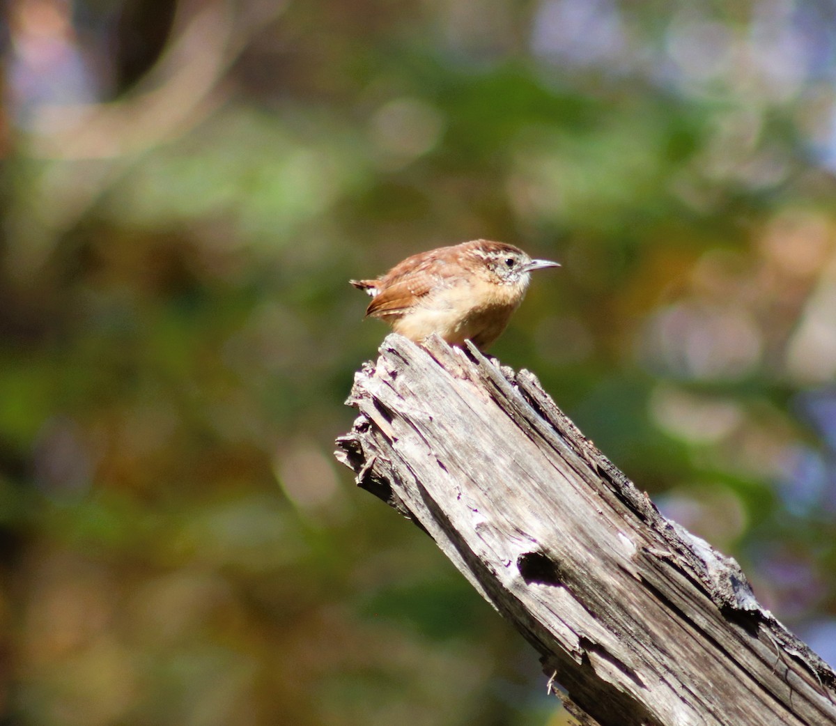 Carolina Wren - ML624622162