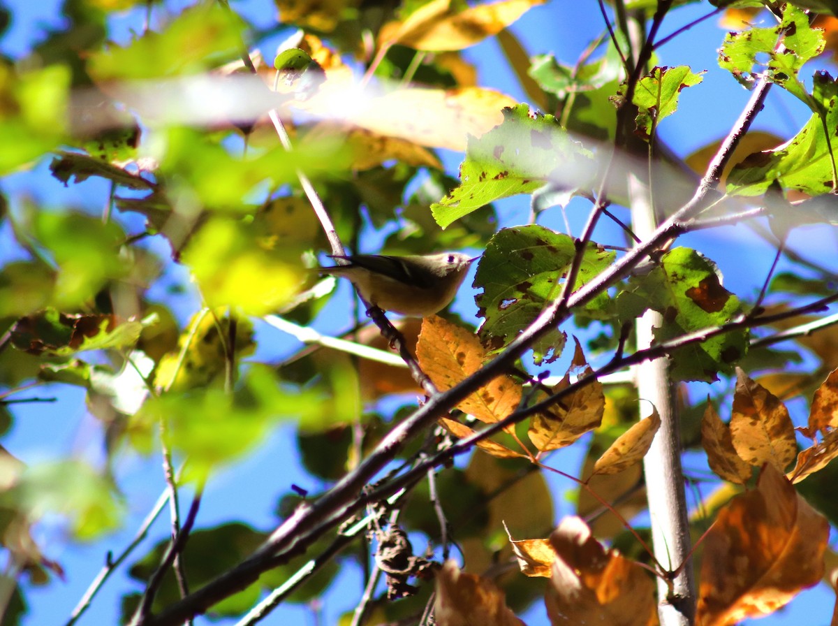Ruby-crowned Kinglet - ML624622224