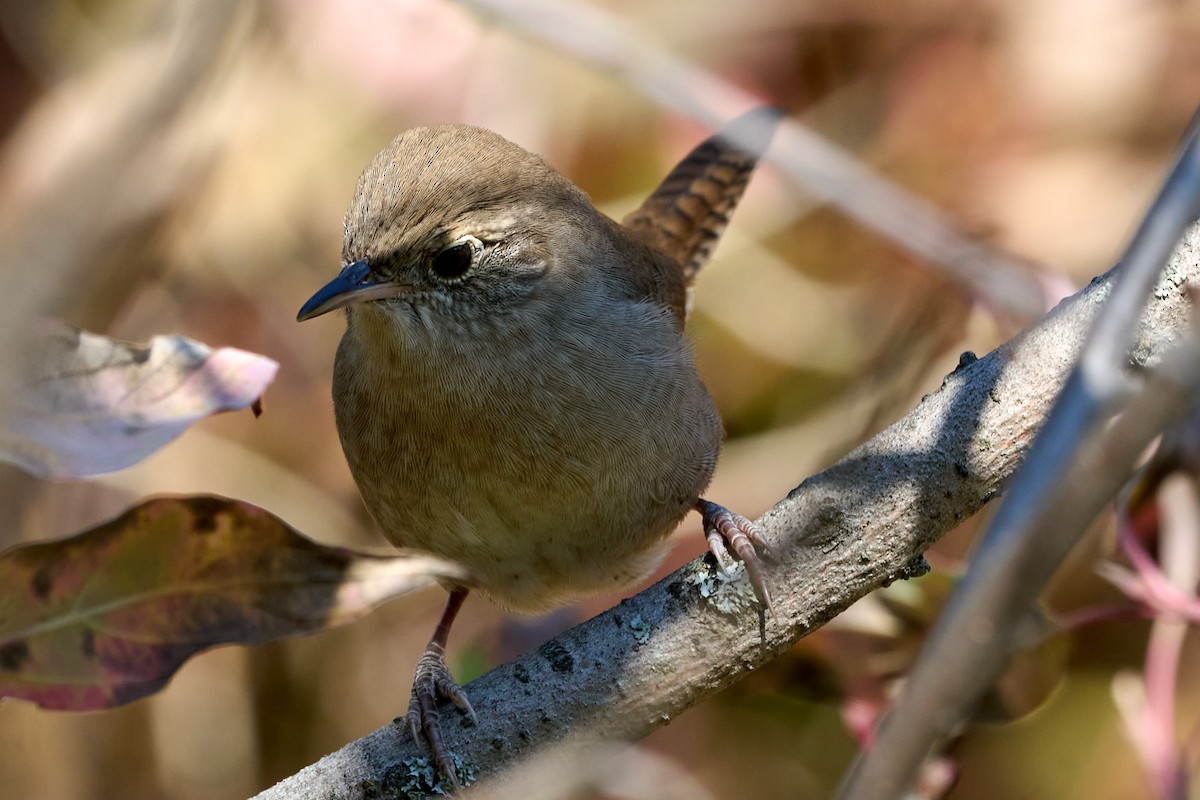 Northern House Wren - ML624622270