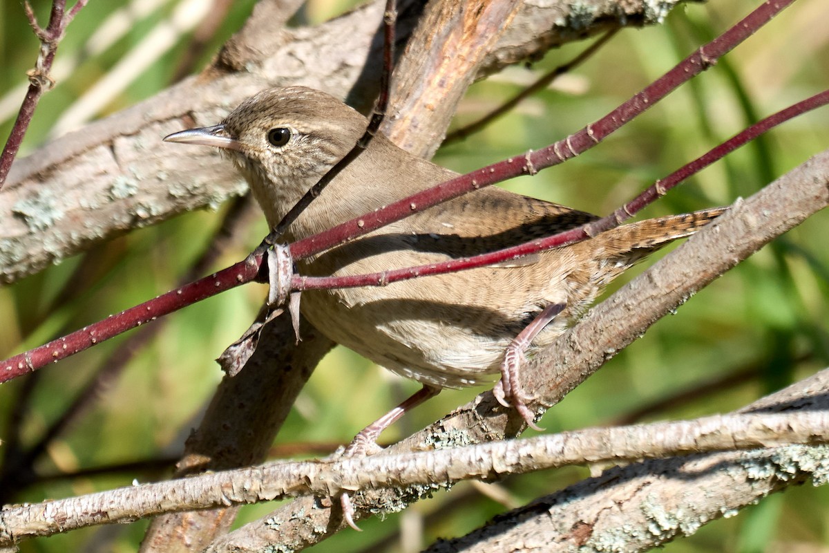 Northern House Wren - ML624622271