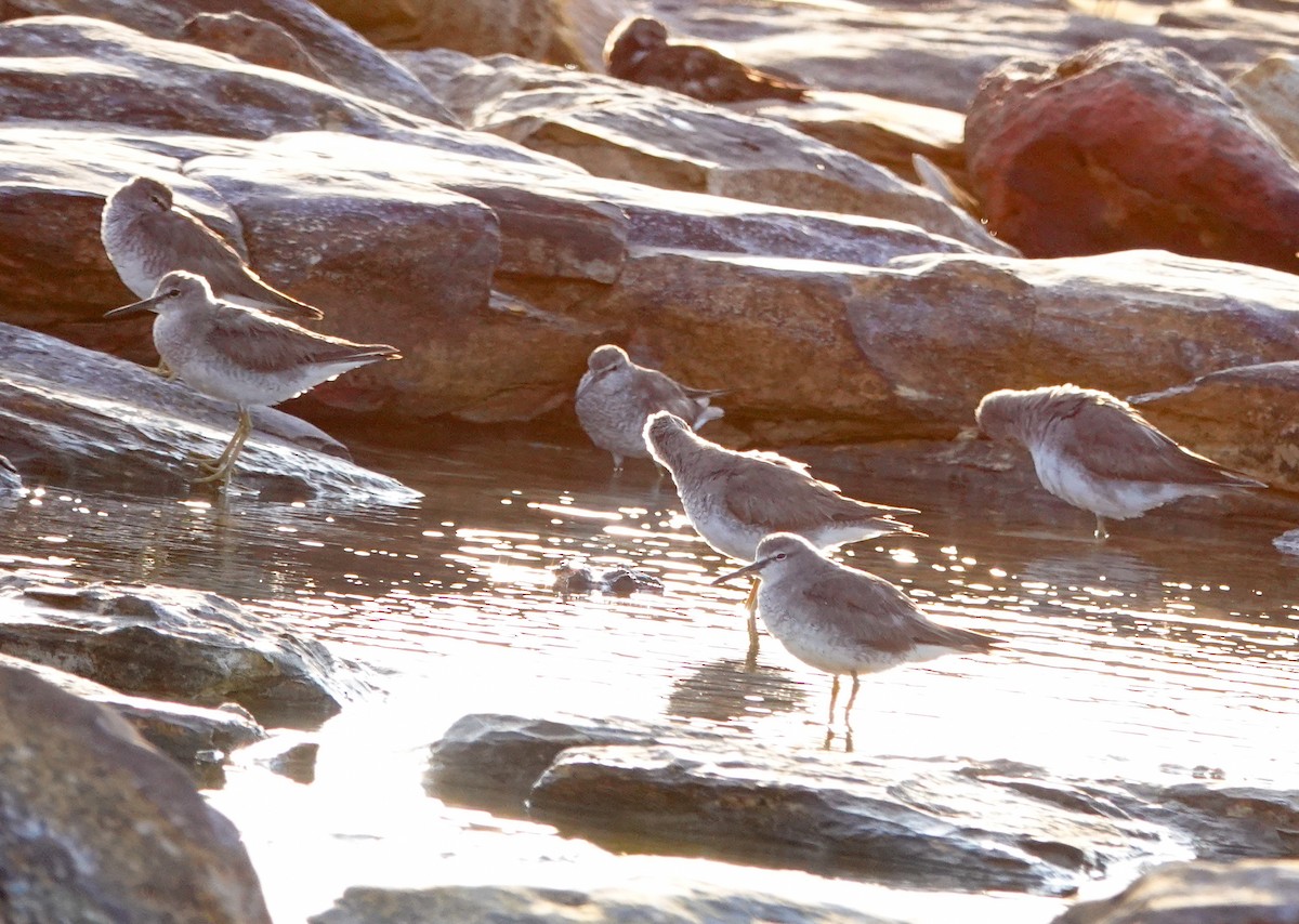 Gray-tailed Tattler - ML624622414