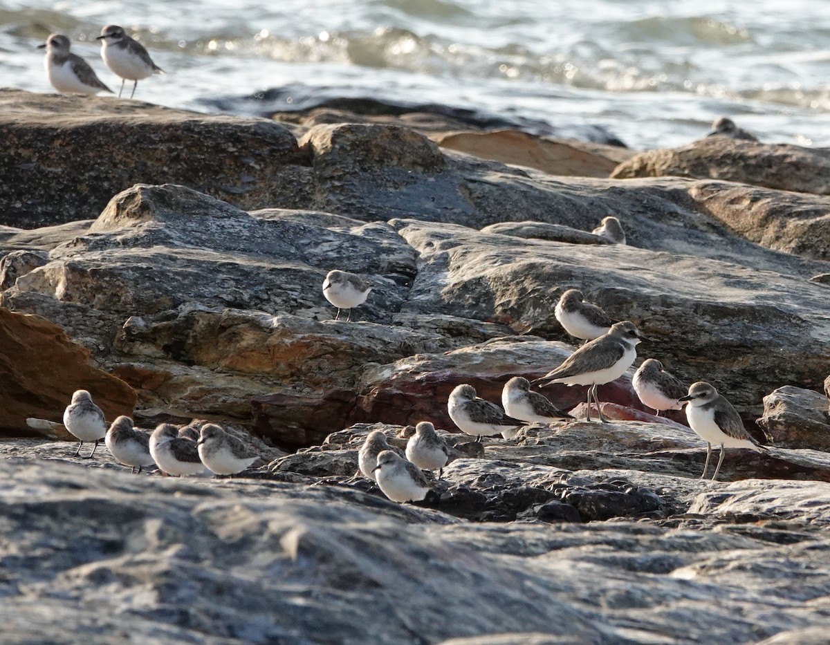 Red-necked Stint - ML624622439