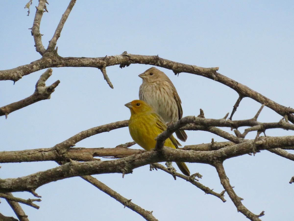 Saffron Finch - Octavio Aga