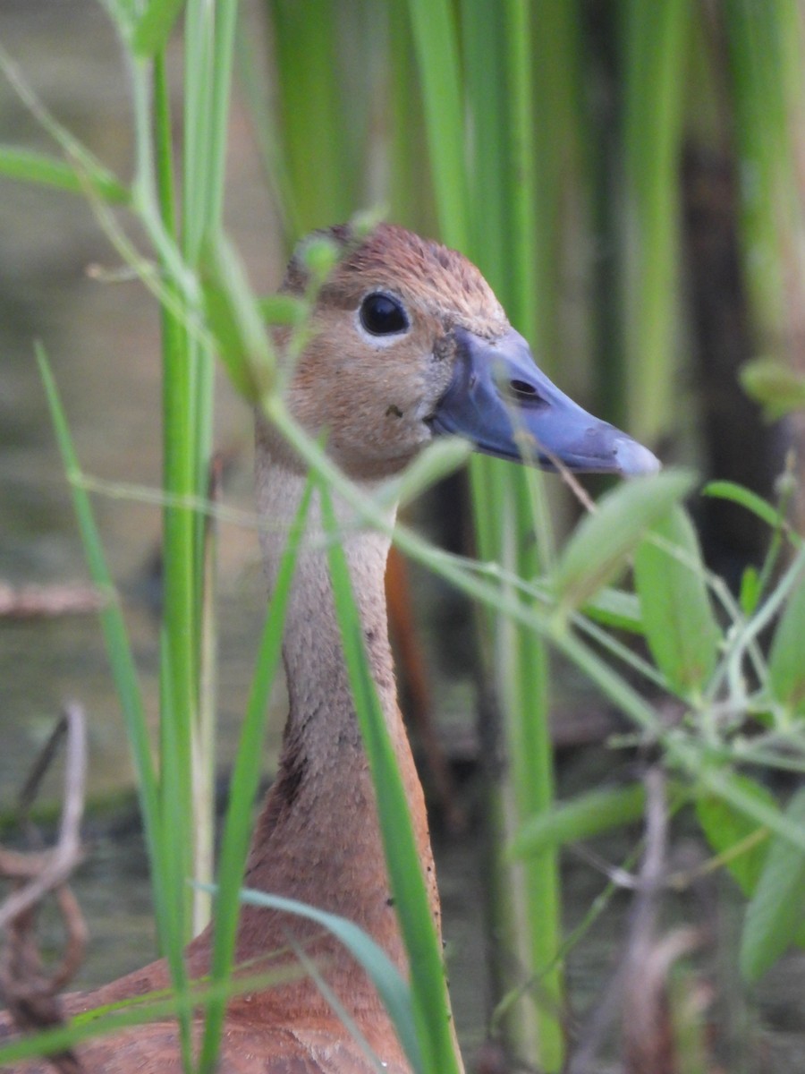 Black-bellied Whistling-Duck - ML624622784