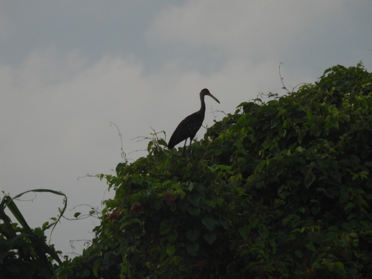 Limpkin - ML624622815