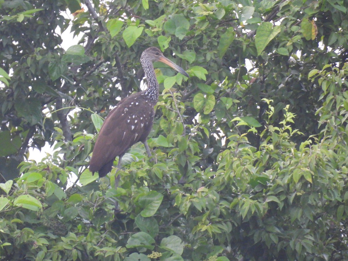 Limpkin - ML624622816