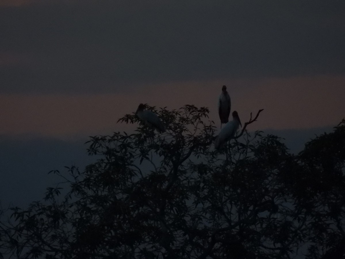 Wood Stork - ML624622836