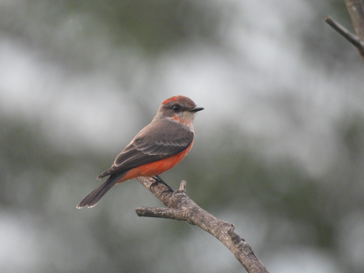 Vermilion Flycatcher - ML624622853