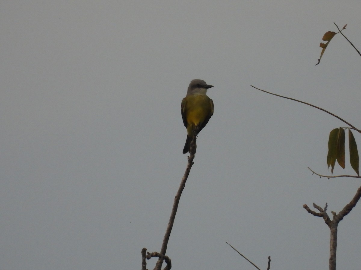 Tropical Kingbird - ML624622870