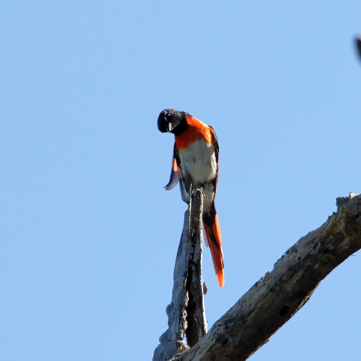 Flores Minivet - ML624622892