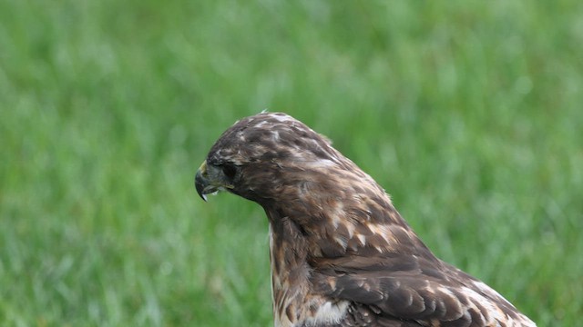 Red-tailed Hawk - ML624622962