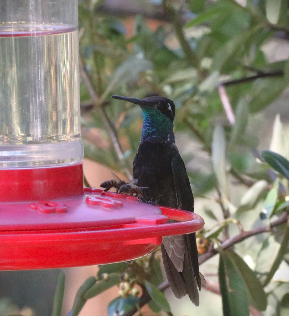 Rivoli's Hummingbird - Kerry Ross