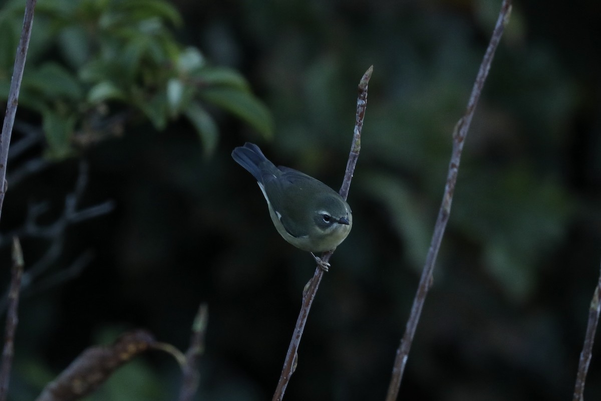 Black-throated Blue Warbler - Joshua Ward