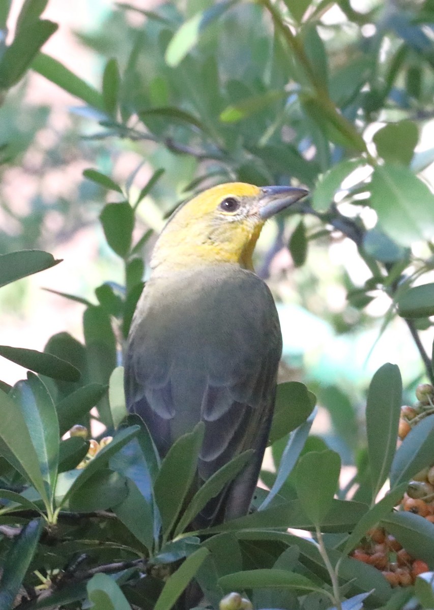 Hepatic Tanager - Kerry Ross