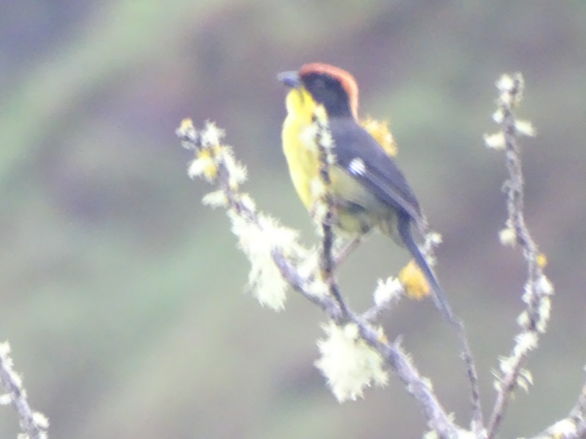 Yellow-breasted Brushfinch - ML624623356