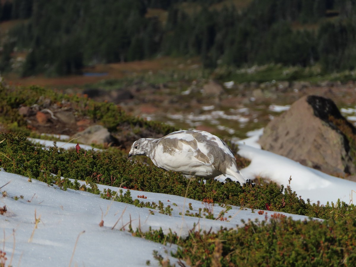 White-tailed Ptarmigan - ML624623628