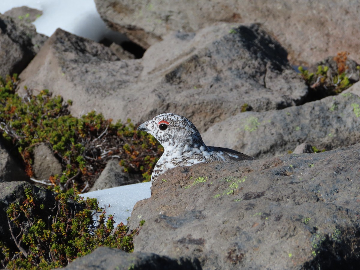 White-tailed Ptarmigan - ML624623629
