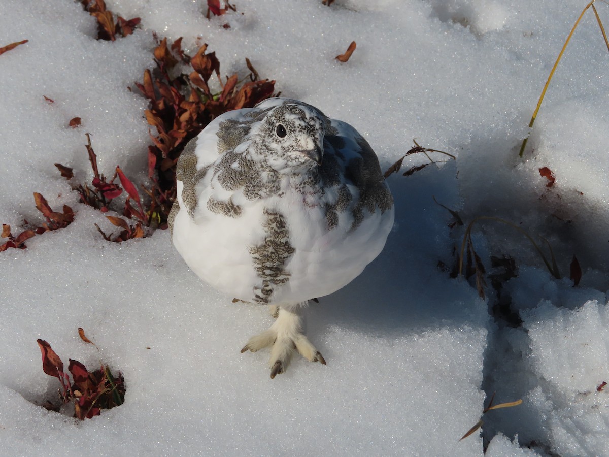 White-tailed Ptarmigan - ML624623630