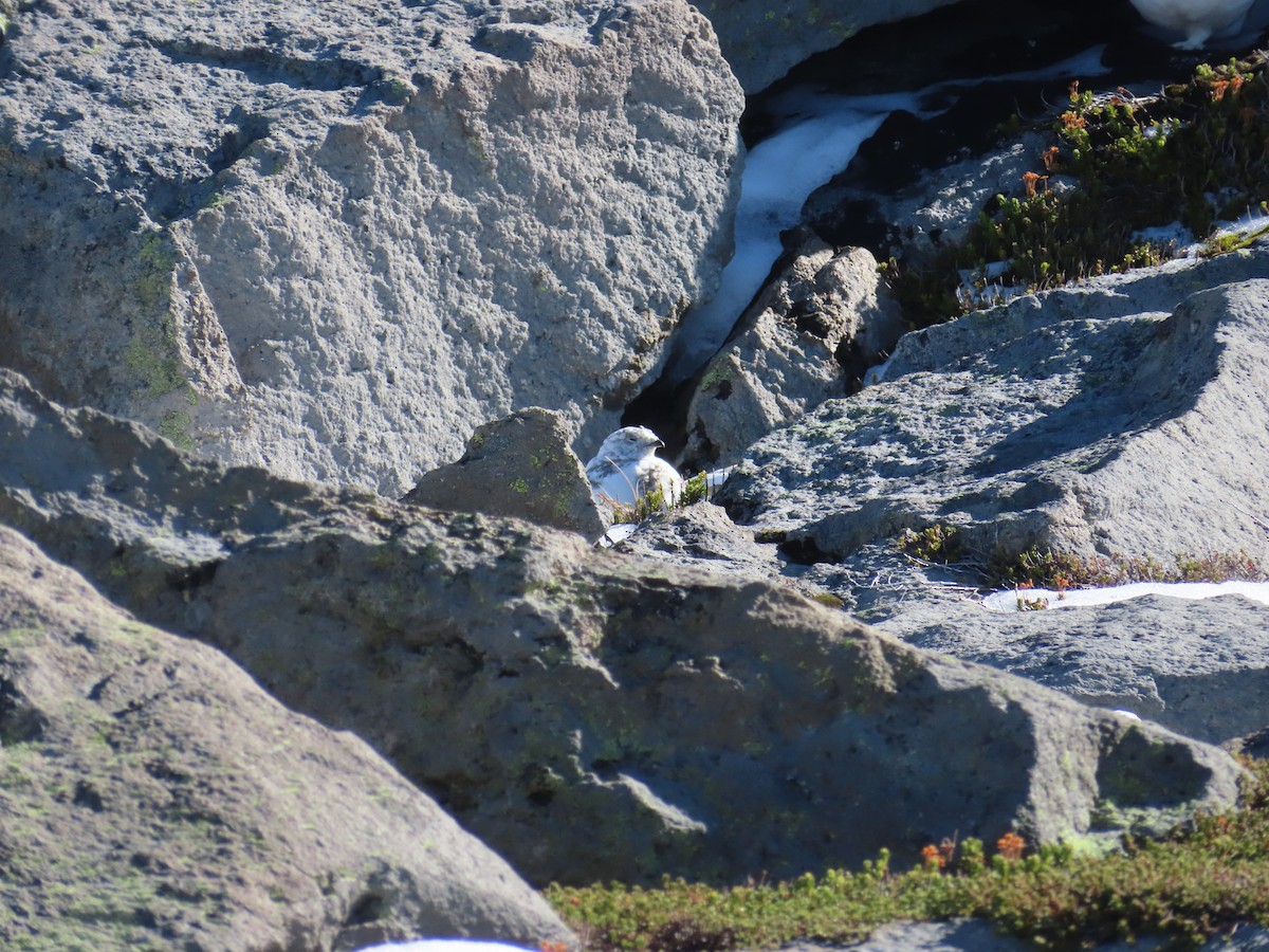 White-tailed Ptarmigan - ML624623631