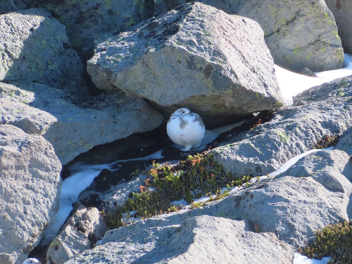 White-tailed Ptarmigan - ML624623632