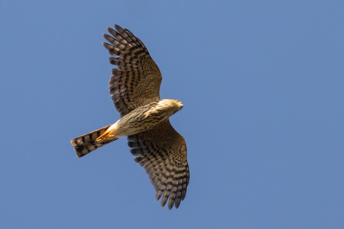 Sharp-shinned Hawk - ML624623746