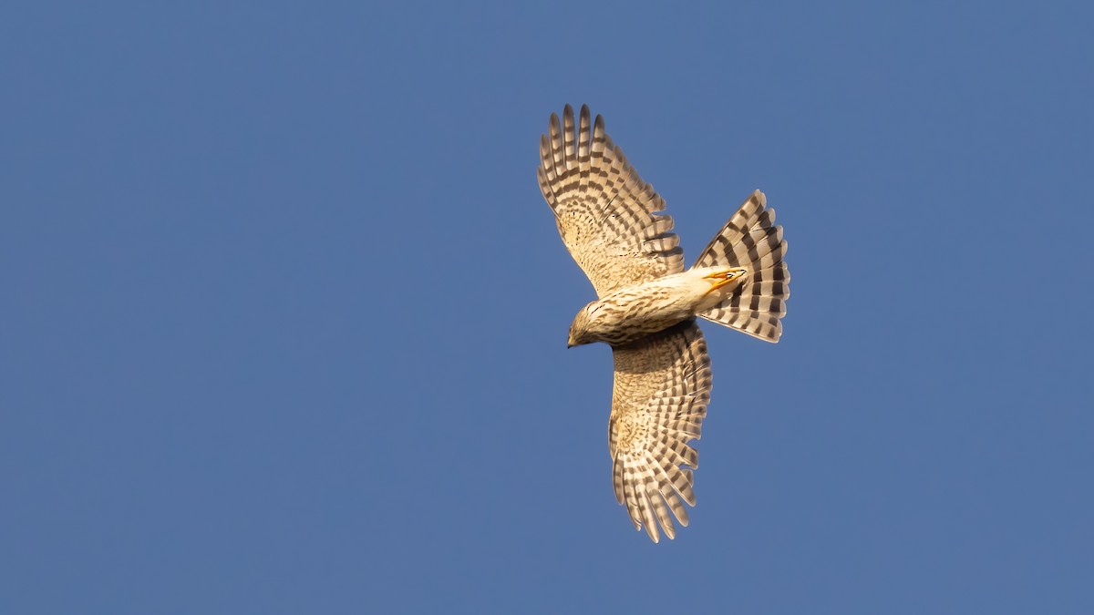 Sharp-shinned Hawk - ML624623751