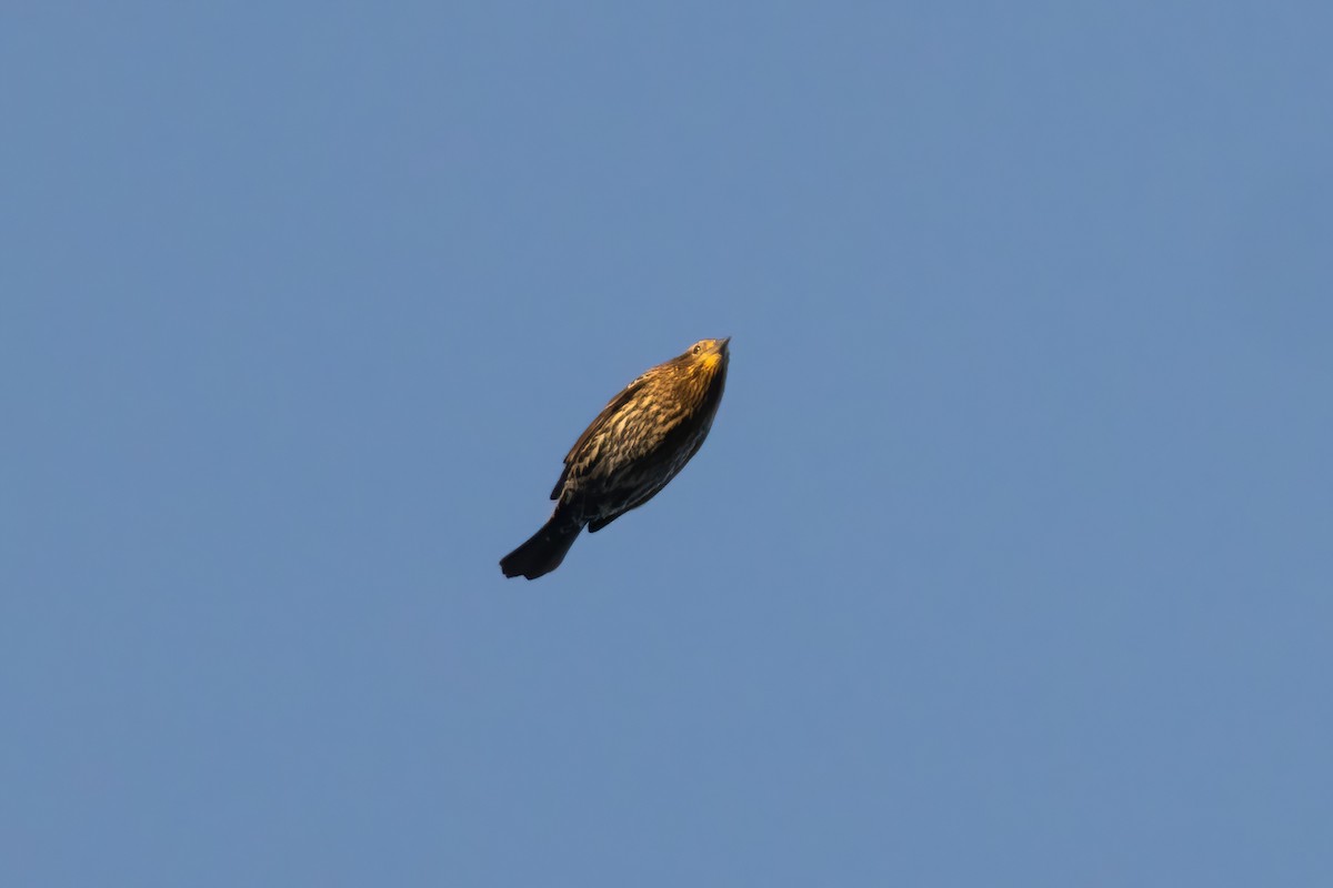 Red-winged Blackbird - ML624623768