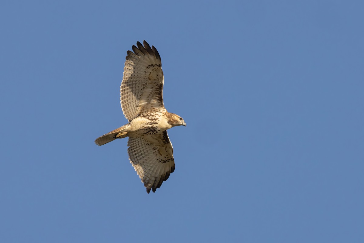 Red-tailed Hawk - Sean Williams