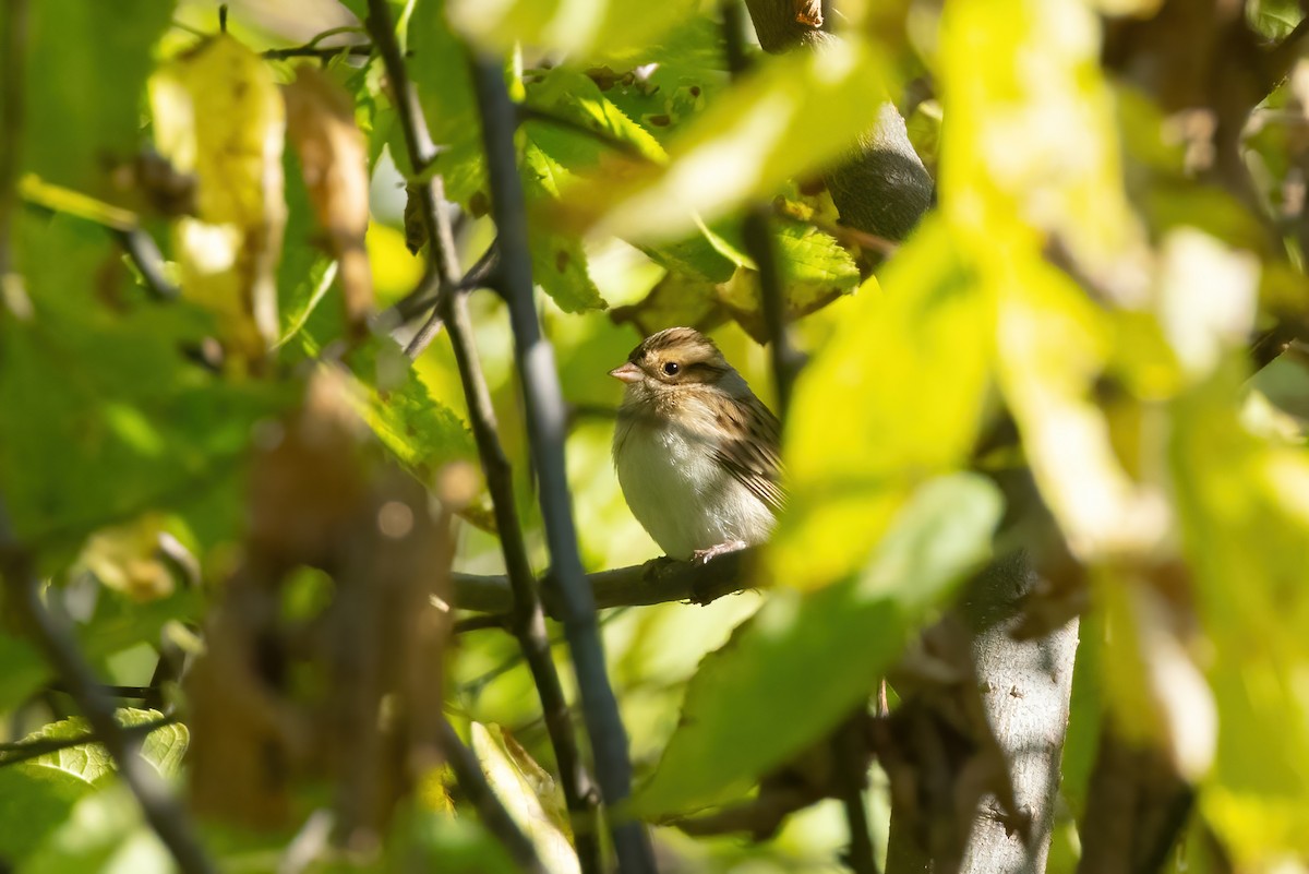 Clay-colored Sparrow - ML624623801