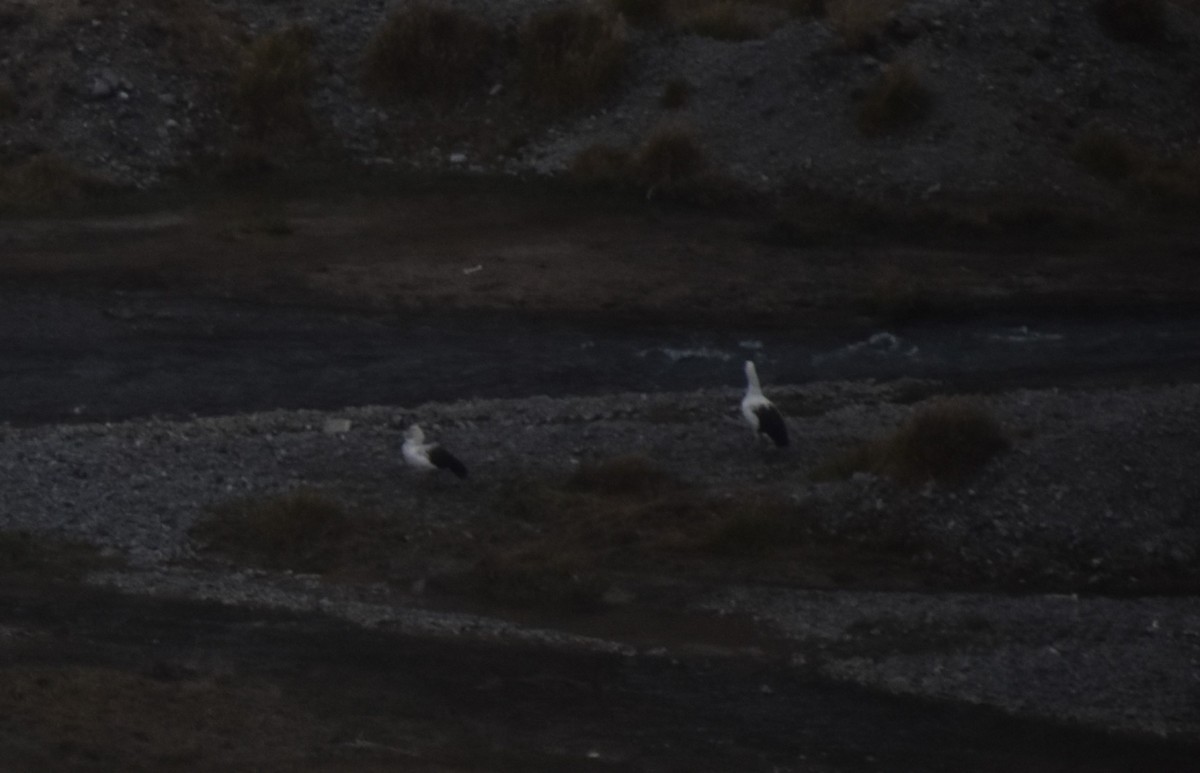 Andean Goose - ML624623897