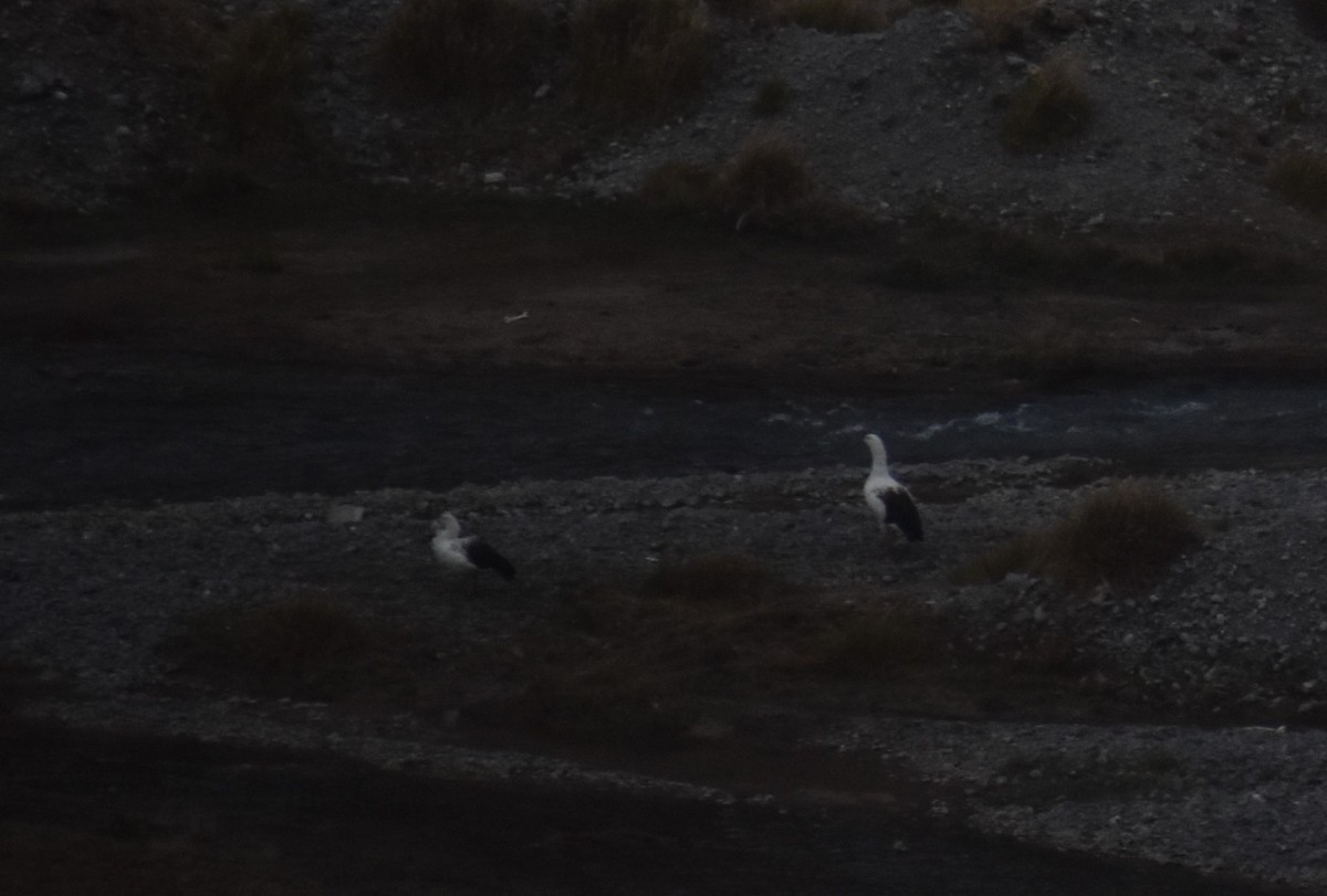 Andean Goose - ML624623898