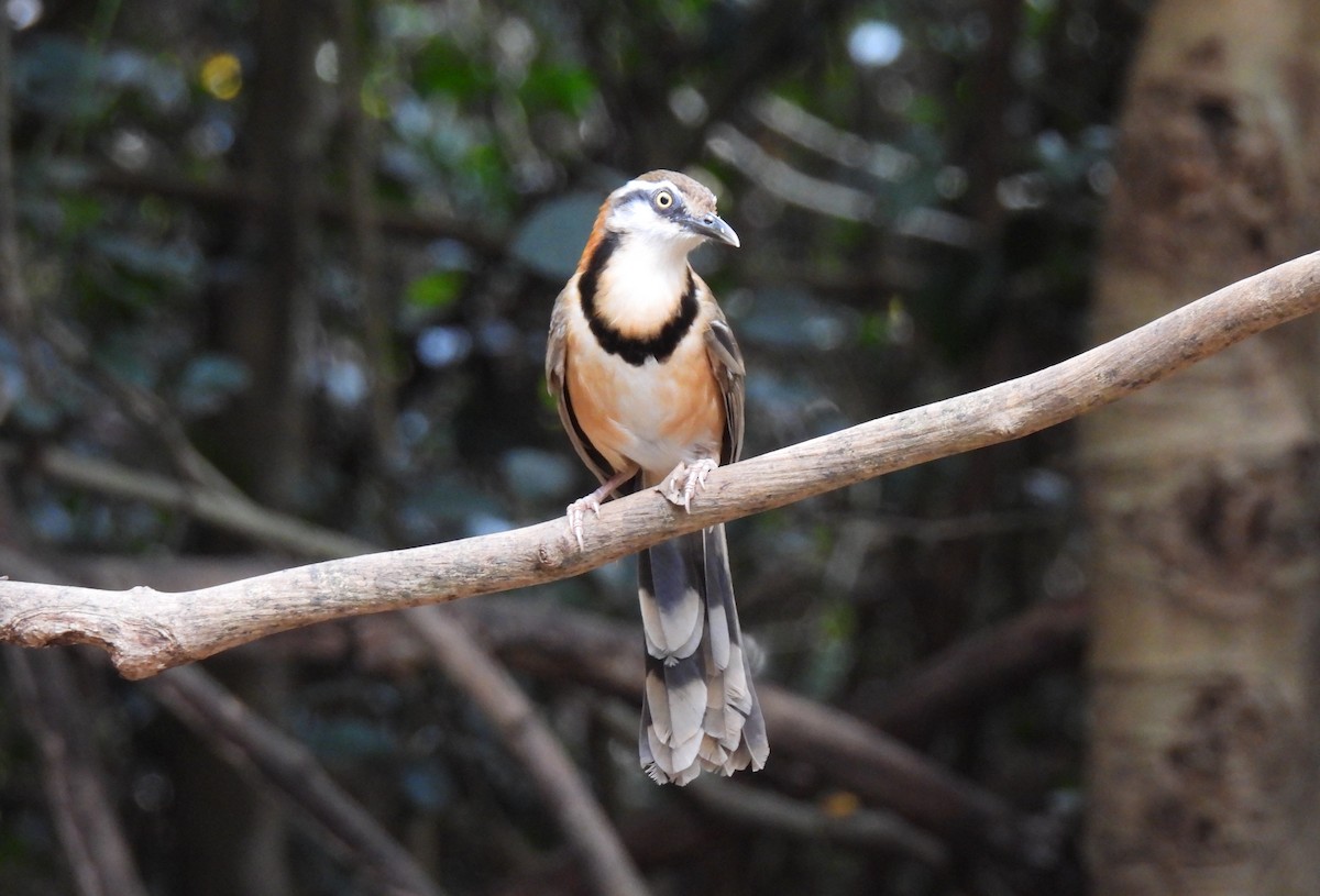 Lesser Necklaced Laughingthrush - ML624623987