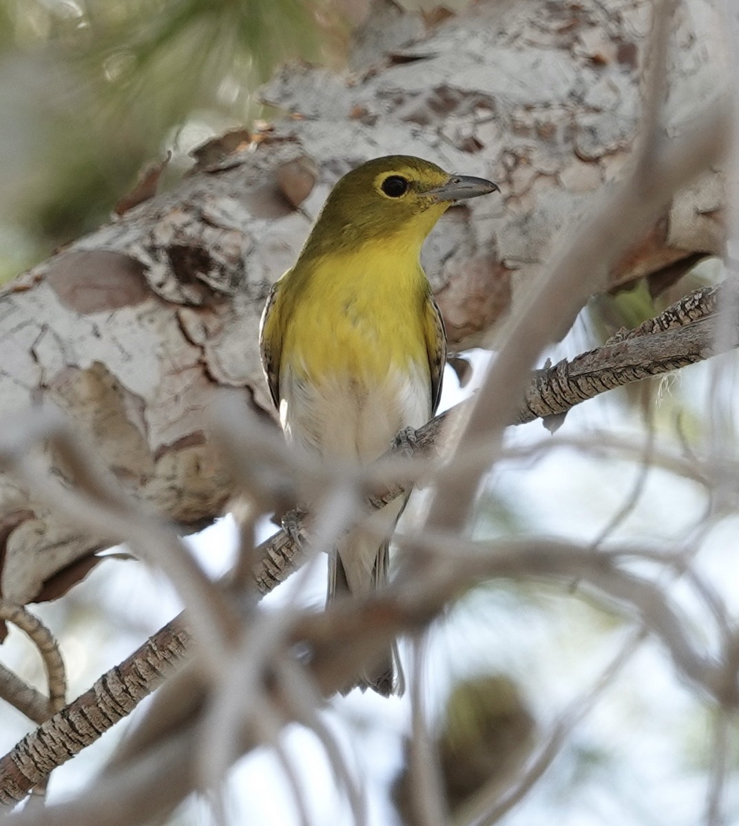 Viréo à gorge jaune - ML624624104