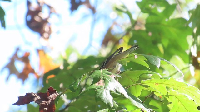 Bay-breasted Warbler - ML624624113