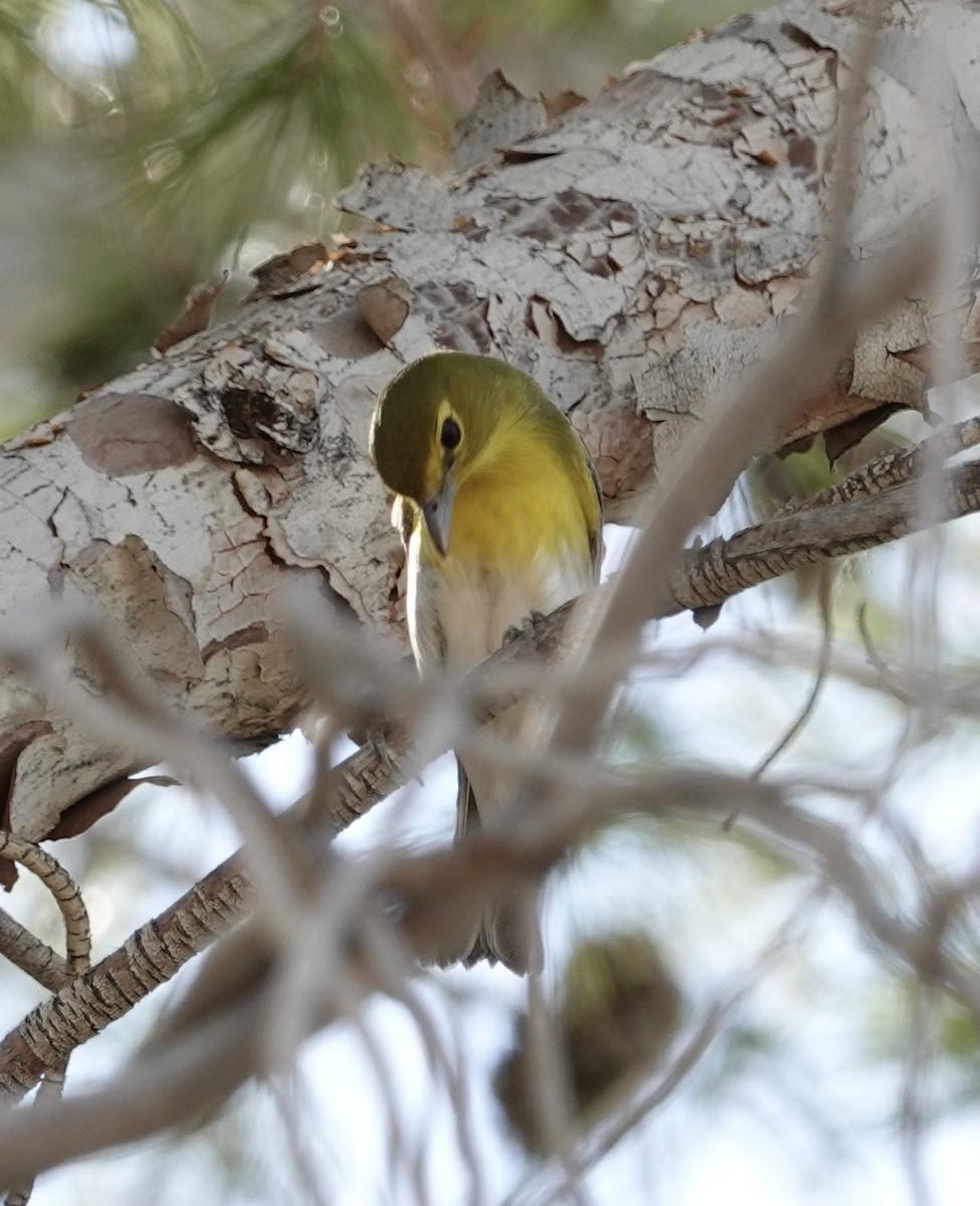 Viréo à gorge jaune - ML624624208