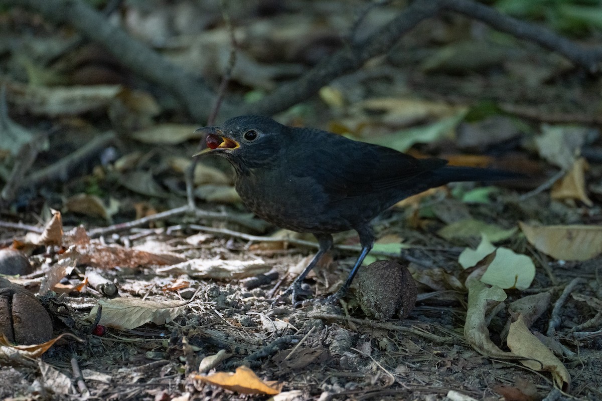 Chinese Blackbird - Fran Kim